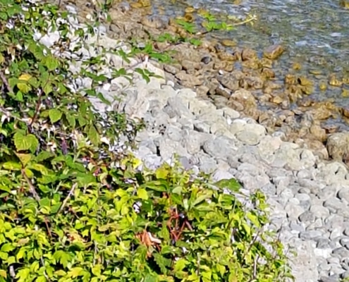 gardasee-ferienwohnung-direkt-am-see-5